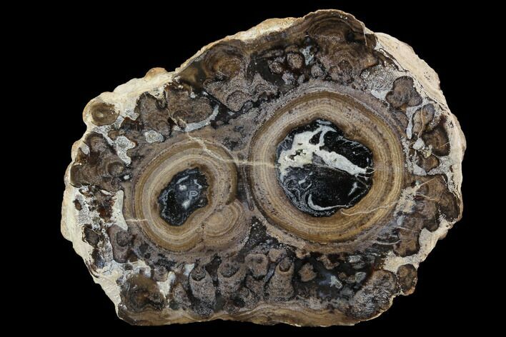 Polished, Fossil Stromatolite Colony on Reed - Utah #100364